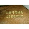 哪里的大青葉櫻桃種子嫁接櫻桃櫻花最好？鑫田苗圃13935922521