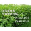 馮氏核桃苗預定13598412318l溫185核桃苗批發
