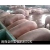 生豬催肥，豬牛羊促長增重產品較好的選擇克侖巴安