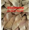 元寶楓籽50噸大貨質(zhì)量一流,歡迎新老客戶訂購元寶楓價(jià)格