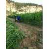 廠家直供 河陰軟籽石榴樹苗