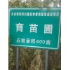 大量供應石榴樹苗  果木樹苗  優(yōu)質樹苗