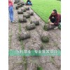 成都草坪種植方法|成都草坪采購電話|成都草坪價位|永利供