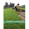 成都雜交狗牙根|成都供應狗牙根|成都批發狗牙根|永利供