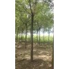 處理國(guó)槐占地國(guó)槐3公分4公分5公分6公分8公分10公分