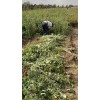 供應(yīng)高產(chǎn)藥用連翹苗1年2年3年苗圃批發(fā)