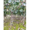 山楂樹(shù)2公分2.5公分3公分定植的量大價(jià)優(yōu)歡迎老板合作